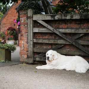 Alcott Worcestershire Wedding Tipi Venue Dog Friendly