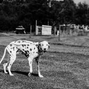 Dog guest at the wedding